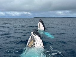 Tonga - Whales
